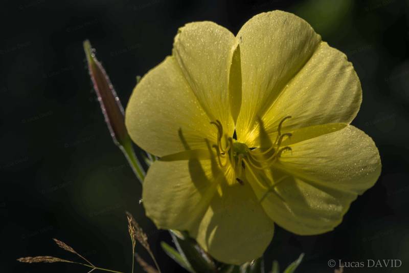 La fleur du crépuscule